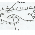 KNEC KCSE Biology Paper 2 Question Paper 2015