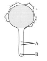 Biology Paper 1 Question Paper - KCSE 2014