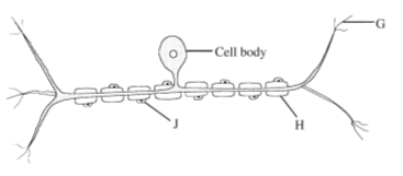 Biology Paper 1 Question Paper - KCSE 2014