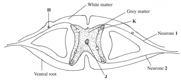 Biology Paper 2 Question Paper - KCSE 2014