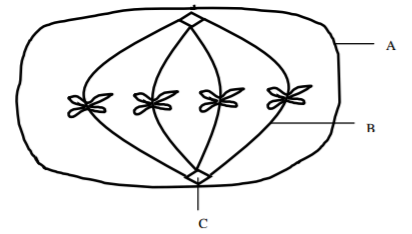 Biology Paper 2 Question Paper - 2015 KCSE Machakos County Trial