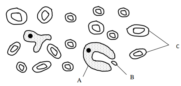 Biology Paper 2 Question Paper - 2015 KCSE Machakos County Trial