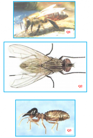 Biology Paper 3 Question Paper - 2015 KCSE Machakos County Trial