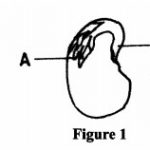 KNEC KCSE Past Papers General Science 2015