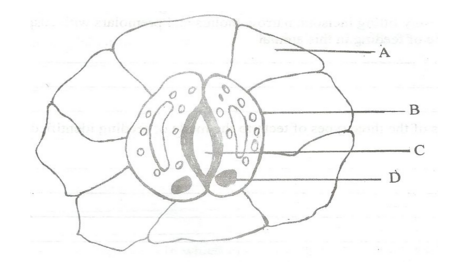 Biology Paper 1 Question Paper - Mock 2015 - Kabarak High School