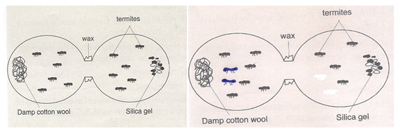 Biology Paper 1 Question Paper - Mock 2015 - Kabarak High School