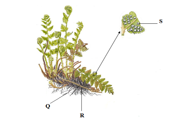 Biology Paper 2 Question Paper - Mock 2015 - Kabarak High School