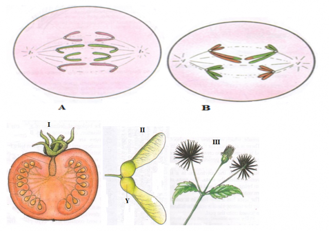 Biology Paper 3 Question Paper - Mock 2015 - Kabarak High School