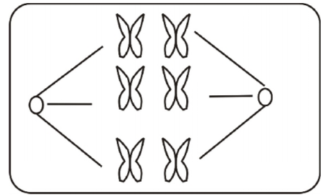 Biology Paper 1 Question Paper - 2014 Nakuru District Mock