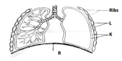 Biology Paper 2 Question Paper - 2014 Homa-Bay Mock