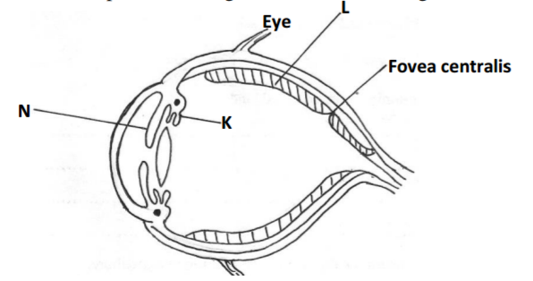 Biology Paper 2 Question Paper - 2014 Homa-Bay Mock