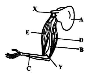 Biology Paper 2 Question Paper - 2014 EKSIKA Joint Evaluation Test