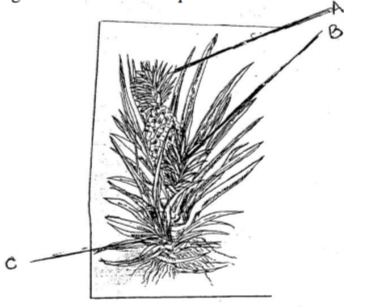 Agriculture Paper 1 Question Paper - 2014 Cross Country Mock