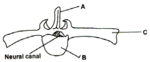 Biology Paper 1 Question Paper - 2015 KCSE Tharaka South Joint Examination