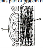 Biology Paper 1 Question Paper - 2015 KCSE Tharaka South Joint Examination