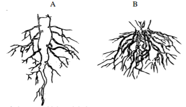 Biology Paper 1 Question Paper - 2015 KCSE Kericho West Joint Examination