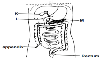 Biology Paper 1 Question Paper - 2015 KCSE Kericho West Joint Examination