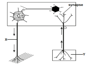 Biology Paper 1 Question Paper - 2015 KCSE Kericho West Joint Examination