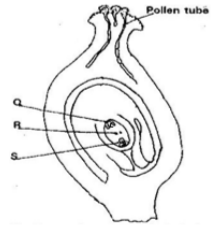 Biology Paper 1 Question Paper - 2016 KCSE MOKASA Joint Examination