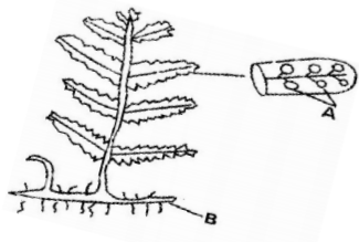 Biology Paper 1 Question Paper - 2016 KCSE MOKASA Joint Examination