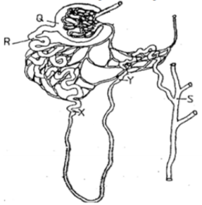 Biology Paper 1 Question Paper - 2016 KCSE MOKASA Joint Examination