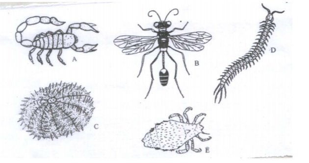 Biology Paper 2 Question Paper - 2016 KCSE MOKASA Joint Examination