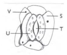 Biology Paper 1 Question Paper - 2016 KCSE 4MCK Joint Exam