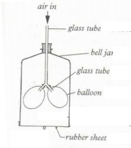 Biology Paper 2 Question Paper - 2016 KCSE 4MCK Joint Exam