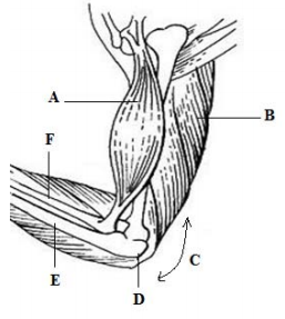 Biology Paper 2 Question Paper - 2016 Pre KCSE