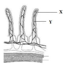 Biology Paper 2 Question Paper - 2016 Pre KCSE