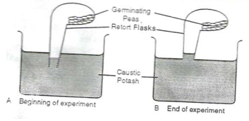 kcse biology essay questions and answers pdf download