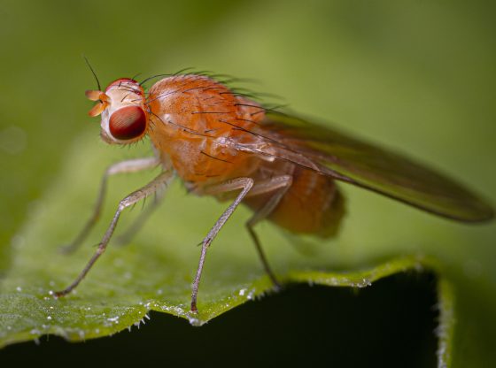 3 Effective Ways to Get Rid of Fruit Flies