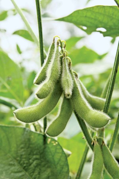 soybean | Description, Cultivation, Products, & Facts | Britannica
