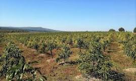 Image result for Where To Buy Avocado Trees In South Africa