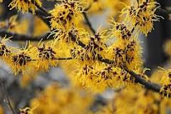Image result for Where To Buy Witch Hazel In South Africa