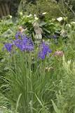 Image result for Where To Buy Irises In South Africa
