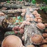 Image result for Where To Buy Mushroom Spores In South Africa