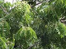 Image result for Where To Buy Neem Tree In South Africa