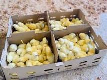 Image result for Where To Buy Day Old Chicks In South Africa?