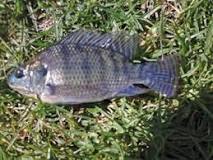 Image result for Where To Buy Tilapia In South Africa
