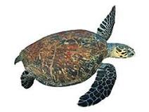 Image result for WHAT IS Turtles