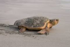 Image result for Where To Buy Turtles In South Africa