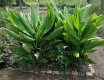 Image result for Where To Buy Turmeric Plants In South Africa