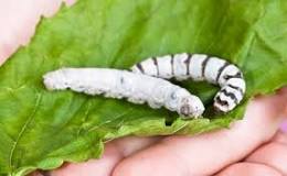 Image result for Where To Buy Silkworms In South Africa