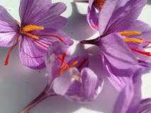 Image result for Where To Buy Saffron In South Africa