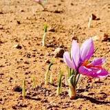 Image result for Where To Buy Saffron Bulb In South Africa